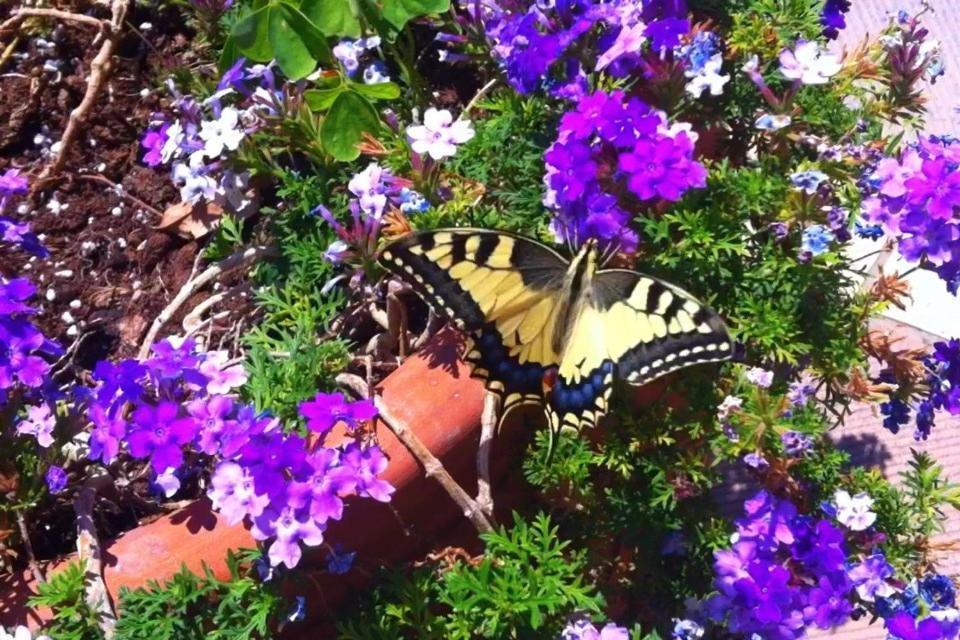 Apartments Corfu Sun Pool Side Benitses (Corfu) Exterior foto